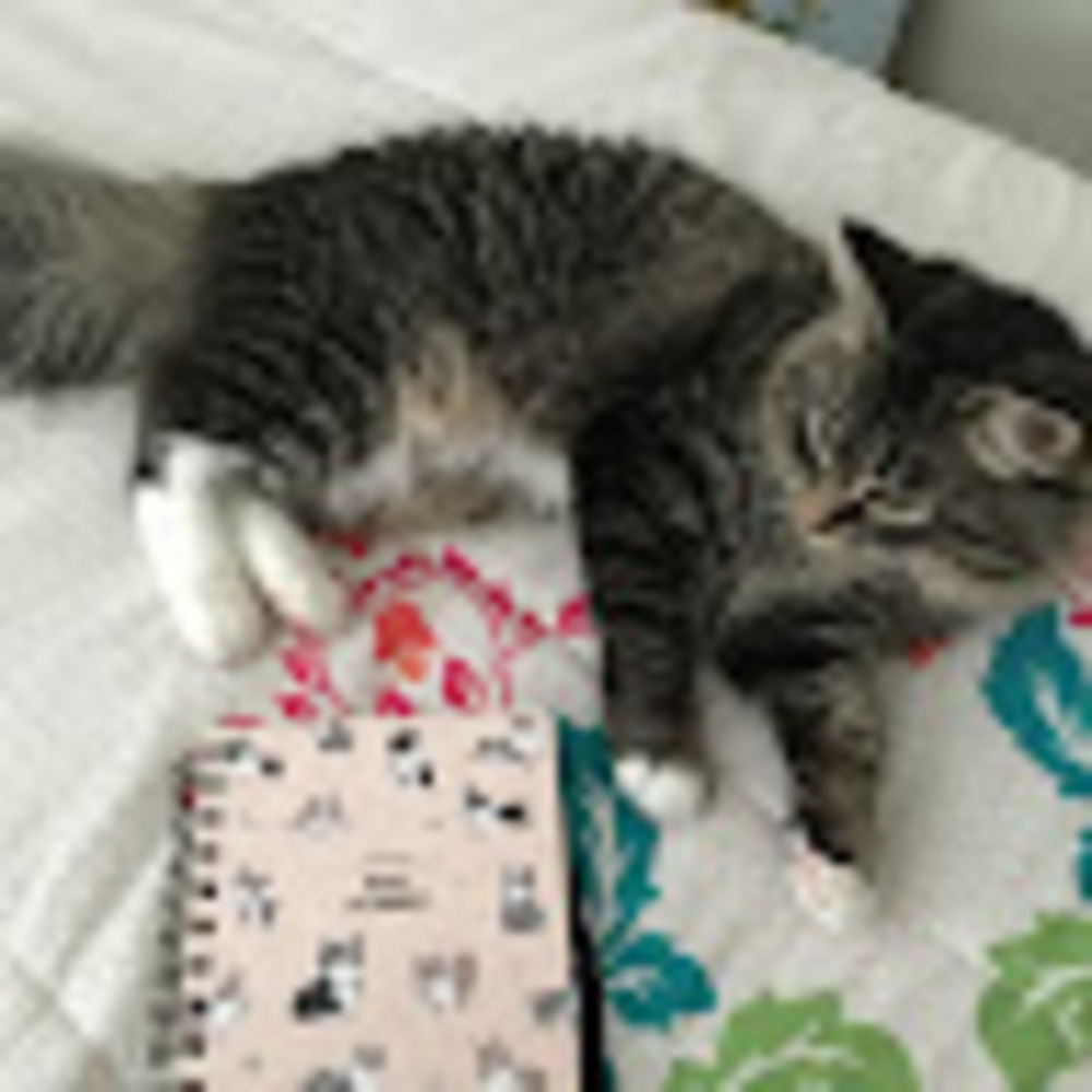 Meet your Posher, Frances